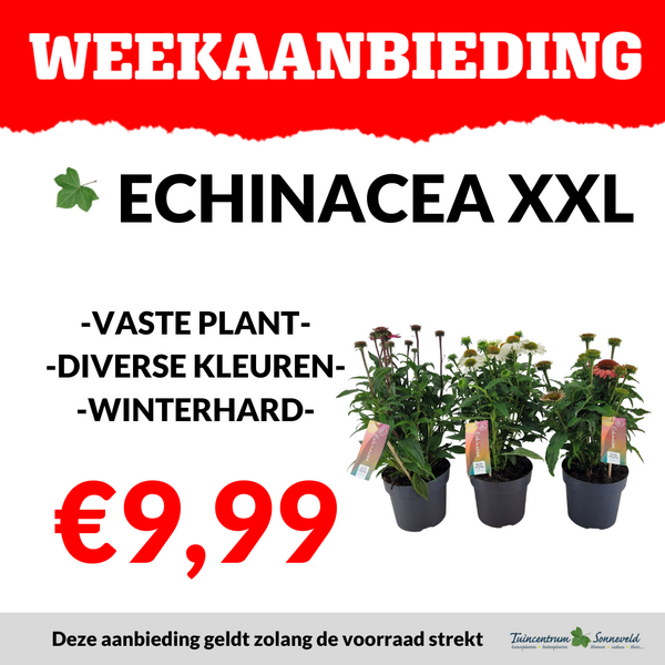 XXL ECHINACEA €9,99