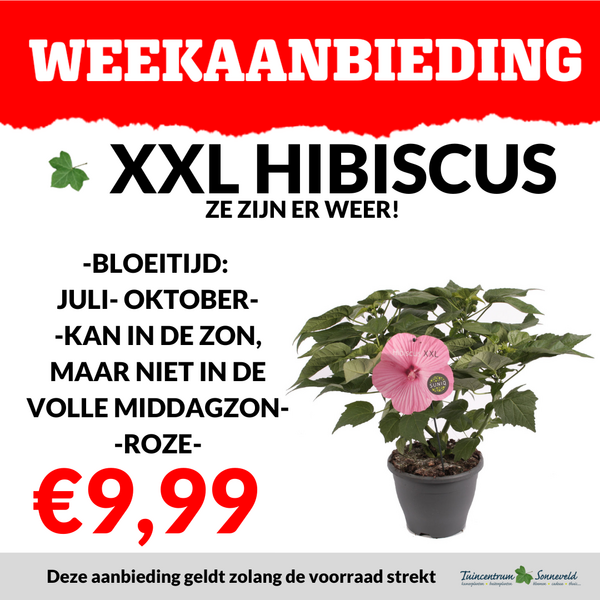 XXL HIBISCUS €9,99