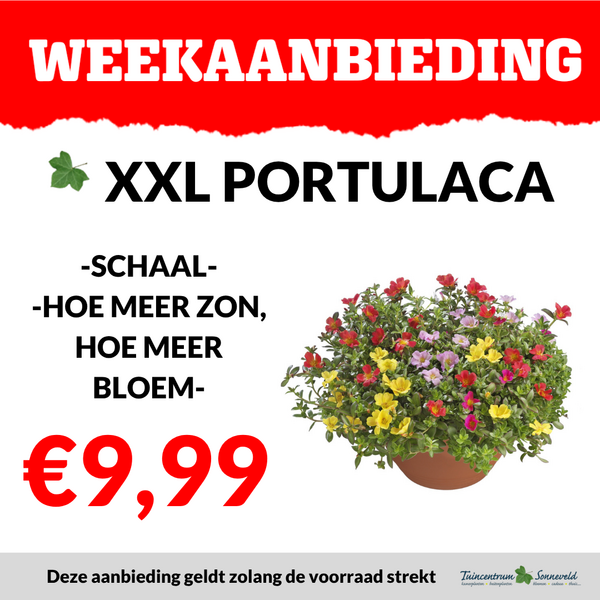 XXL PORTULACA €9,99