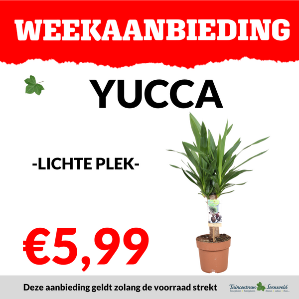 YUCCA €5,99