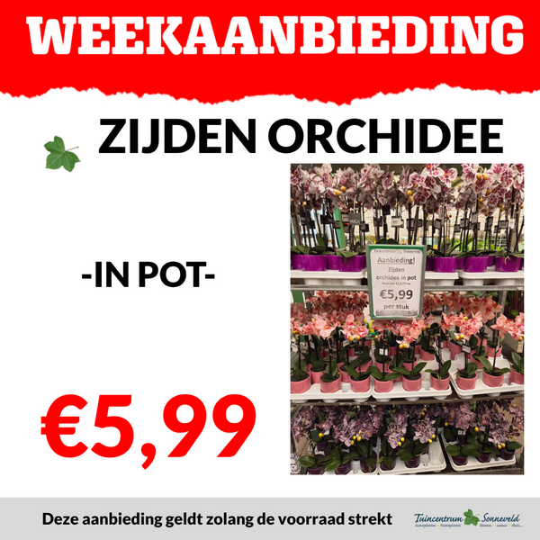 ZIJDEN ORCHIDEE €5,99
