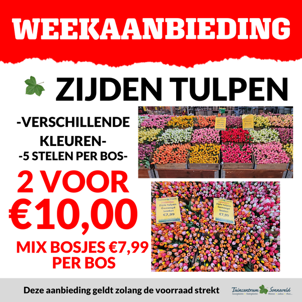 ZIJDENTULPEN 2 VOOR €10,-