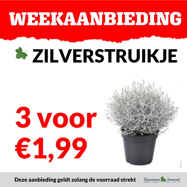 ZILVERSTRUIKJE