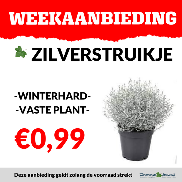 ZILVERSTRUIKJE €0,99