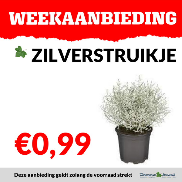 ZILVERSTRUIKJE €0,99