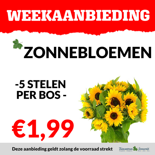 ZONNEBLOEM €1,99