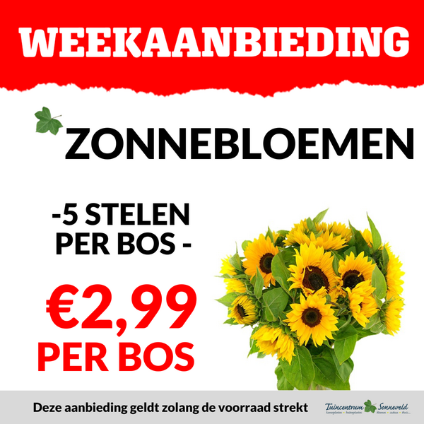 ZONNEBLOEM €2,99