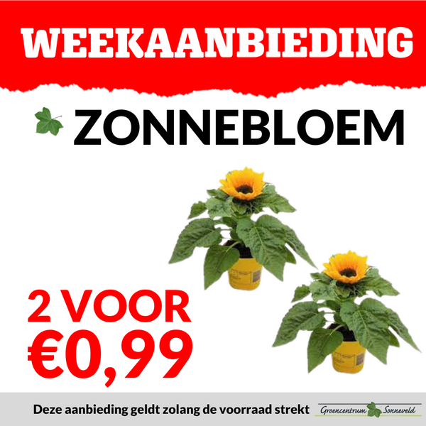 zonnebloemen 2 voor €0,99