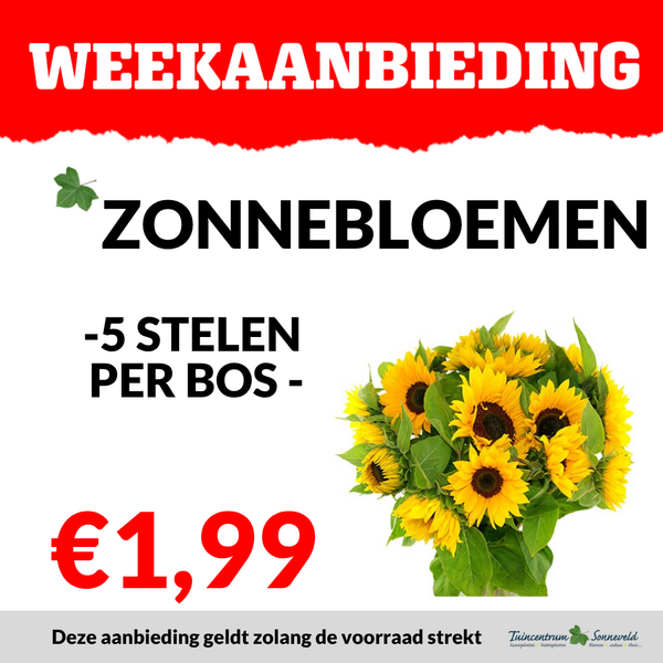 ZONNEBLOEMEN €1,99