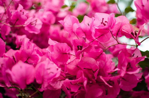 Bourgainvillea