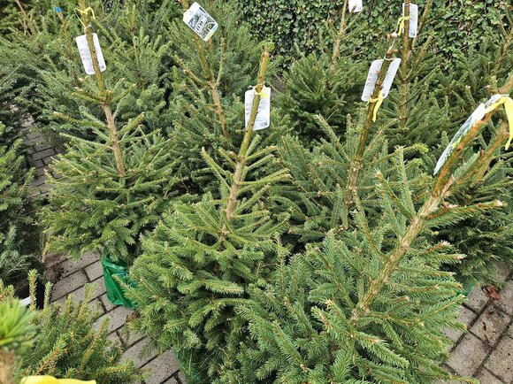 Kerstbomen