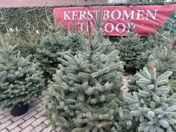 Kerstbomen
