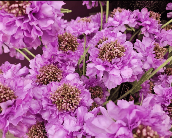 Zijdebloemen en -planten