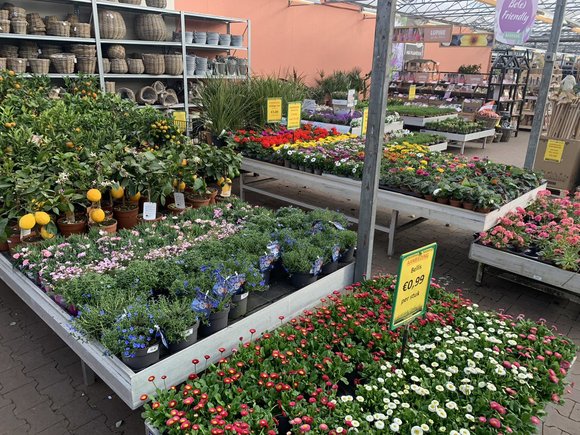 Eénjarige planten