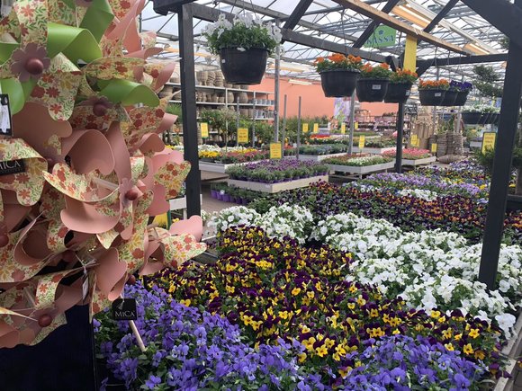 Eénjarige planten