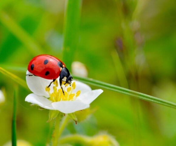 Insecten en slakken