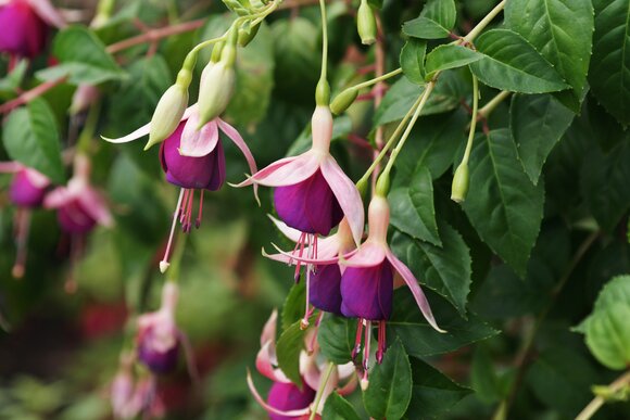 Fuchsia