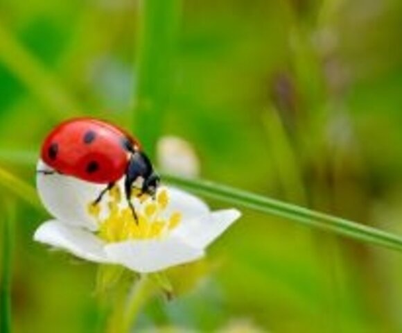 Insecten en slakken