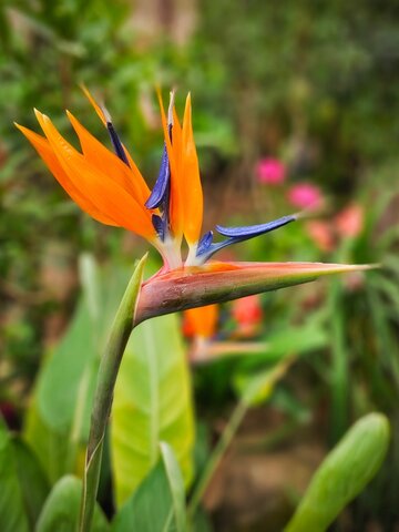 Tropische tuinplanten