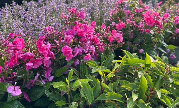 Tuinplanten