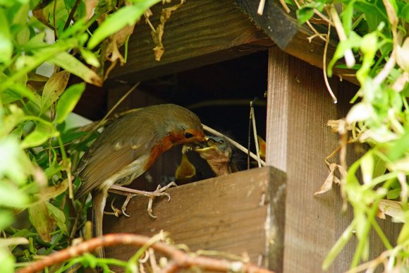 Vogels in de tuin